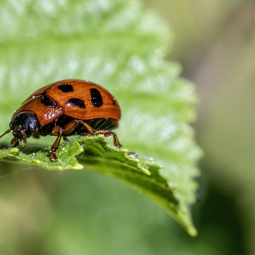 pest control technician